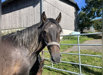 PRE, Hengst, 3 Jahre, 164 cm, Rappschimmel