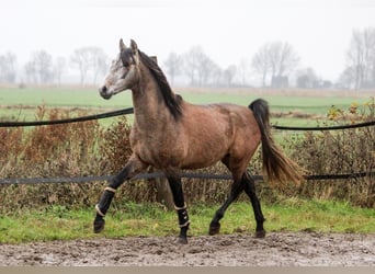 PRE, Hengst, 3 Jahre, 164 cm, Schimmel