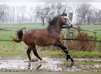 PRE, Hengst, 3 Jahre, 164 cm, Schimmel