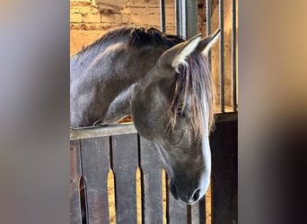 PRE, Hengst, 3 Jahre, 164 cm, Schimmel