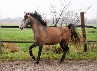 PRE, Hengst, 3 Jahre, 164 cm, Schimmel