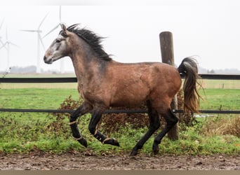PRE, Hengst, 3 Jahre, 164 cm, Schimmel