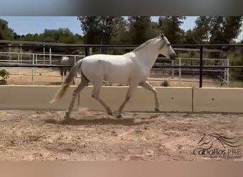 PRE Mix, Hengst, 3 Jahre, 164 cm, Schimmel