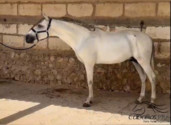 PRE Mix, Hengst, 3 Jahre, 164 cm, Schimmel