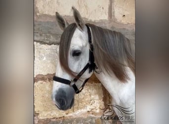 PRE Mix, Hengst, 3 Jahre, 164 cm, Schimmel