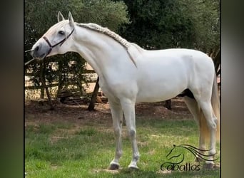 PRE Mix, Hengst, 3 Jahre, 164 cm, Schimmel
