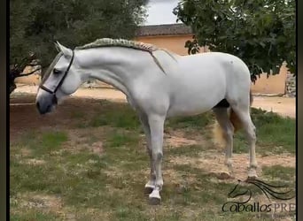 PRE Mix, Hengst, 3 Jahre, 164 cm, Schimmel