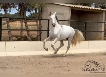 PRE Mix, Hengst, 3 Jahre, 164 cm, Schimmel