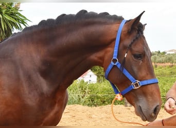 PRE, Hengst, 3 Jahre, 165 cm, Brauner