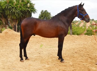 PRE, Hengst, 3 Jahre, 165 cm, Brauner
