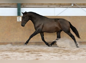 PRE Mix, Hengst, 3 Jahre, 165 cm, Brauner
