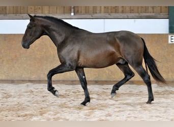 PRE Mix, Hengst, 3 Jahre, 165 cm, Brauner