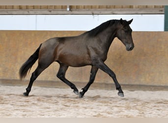 PRE Mix, Hengst, 3 Jahre, 165 cm, Brauner
