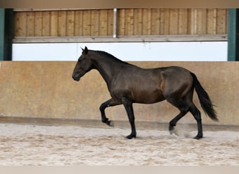 PRE Mix, Hengst, 3 Jahre, 165 cm, Brauner