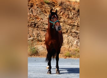 PRE Mix, Hengst, 3 Jahre, 165 cm, Brauner