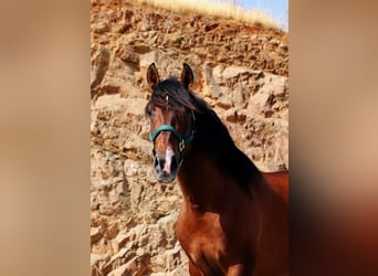 PRE Mix, Hengst, 3 Jahre, 165 cm, Brauner