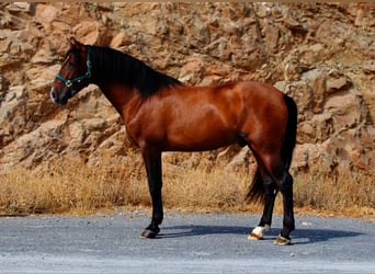 PRE Mix, Hengst, 3 Jahre, 165 cm, Brauner