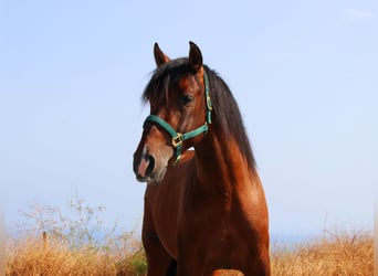 PRE Mix, Hengst, 3 Jahre, 165 cm, Brauner
