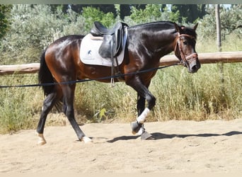 PRE, Hengst, 3 Jahre, 165 cm, Brauner