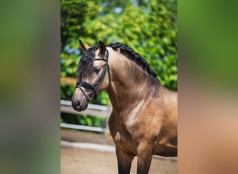 PRE Mix, Hengst, 3 Jahre, 165 cm, Buckskin