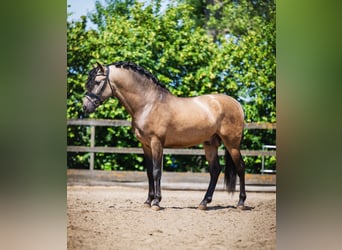 PRE Mix, Hengst, 3 Jahre, 165 cm, Buckskin