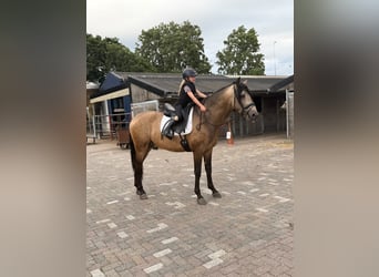 PRE Mix, Hengst, 3 Jahre, 165 cm, Buckskin