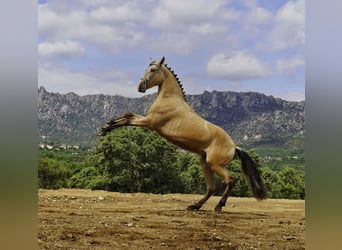 PRE, Hengst, 3 Jahre, 165 cm, Buckskin