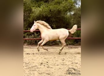 PRE, Hengst, 3 Jahre, 165 cm, Cremello