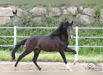 PRE, Hengst, 3 Jahre, 165 cm, Dunkelbrauner