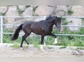 PRE, Hengst, 3 Jahre, 165 cm, Dunkelbrauner