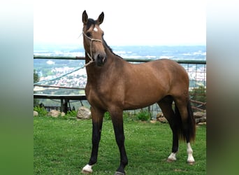 PRE Mix, Hengst, 3 Jahre, 165 cm, Falbe