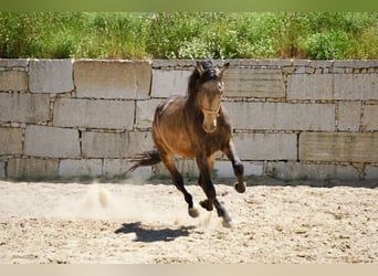 PRE, Hengst, 3 Jahre, 165 cm, Falbe