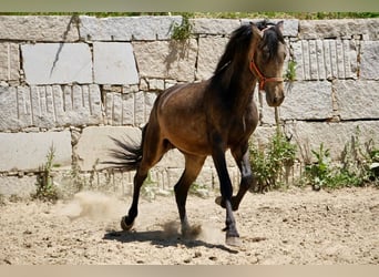 PRE, Hengst, 3 Jahre, 165 cm, Falbe