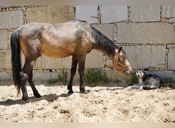 PRE, Hengst, 3 Jahre, 165 cm, Falbe