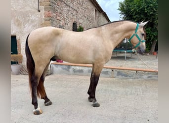 PRE Mix, Hengst, 3 Jahre, 165 cm, Falbe