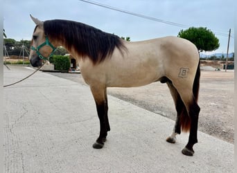 PRE Mix, Hengst, 3 Jahre, 165 cm, Falbe