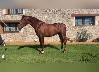 PRE Mix, Hengst, 3 Jahre, 165 cm, Fuchs