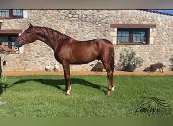 PRE Mix, Hengst, 3 Jahre, 165 cm, Fuchs