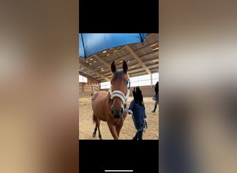 PRE Mix, Hengst, 3 Jahre, 165 cm, Fuchs