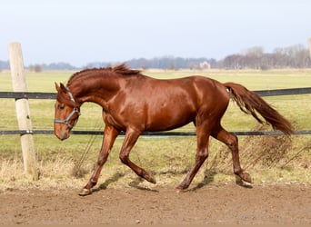 PRE Mix, Hengst, 3 Jahre, 165 cm, Fuchs