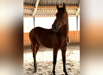 PRE Mix, Hengst, 3 Jahre, 165 cm, Hellbrauner