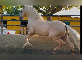 PRE, Hengst, 3 Jahre, 165 cm, Palomino