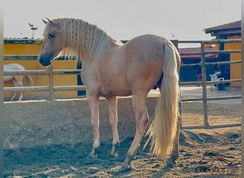 PRE, Hengst, 3 Jahre, 165 cm, Palomino