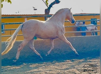 PRE, Hengst, 3 Jahre, 165 cm, Palomino