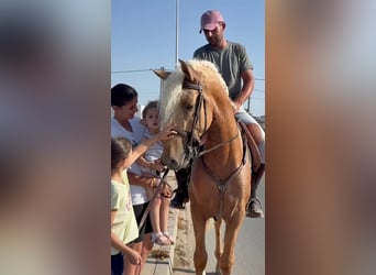 PRE, Hengst, 3 Jahre, 165 cm, Palomino