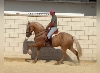 PRE, Hengst, 3 Jahre, 165 cm, Palomino