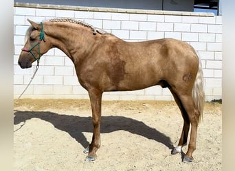 PRE, Hengst, 3 Jahre, 165 cm, Palomino