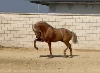 PRE, Hengst, 3 Jahre, 165 cm, Palomino