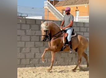 PRE, Hengst, 3 Jahre, 165 cm, Palomino