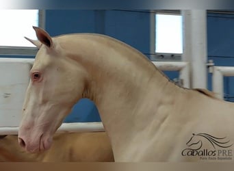 PRE Mix, Hengst, 3 Jahre, 165 cm, Perlino